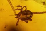 Detailed Fossil Fly, Mites & a Spider (Daddy Longleg) In Baltic Amber #139079-4